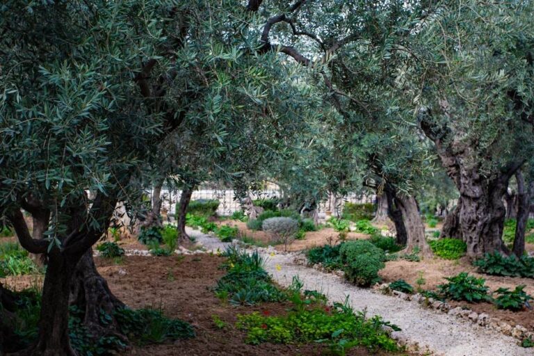 The Garden of Gethsemane